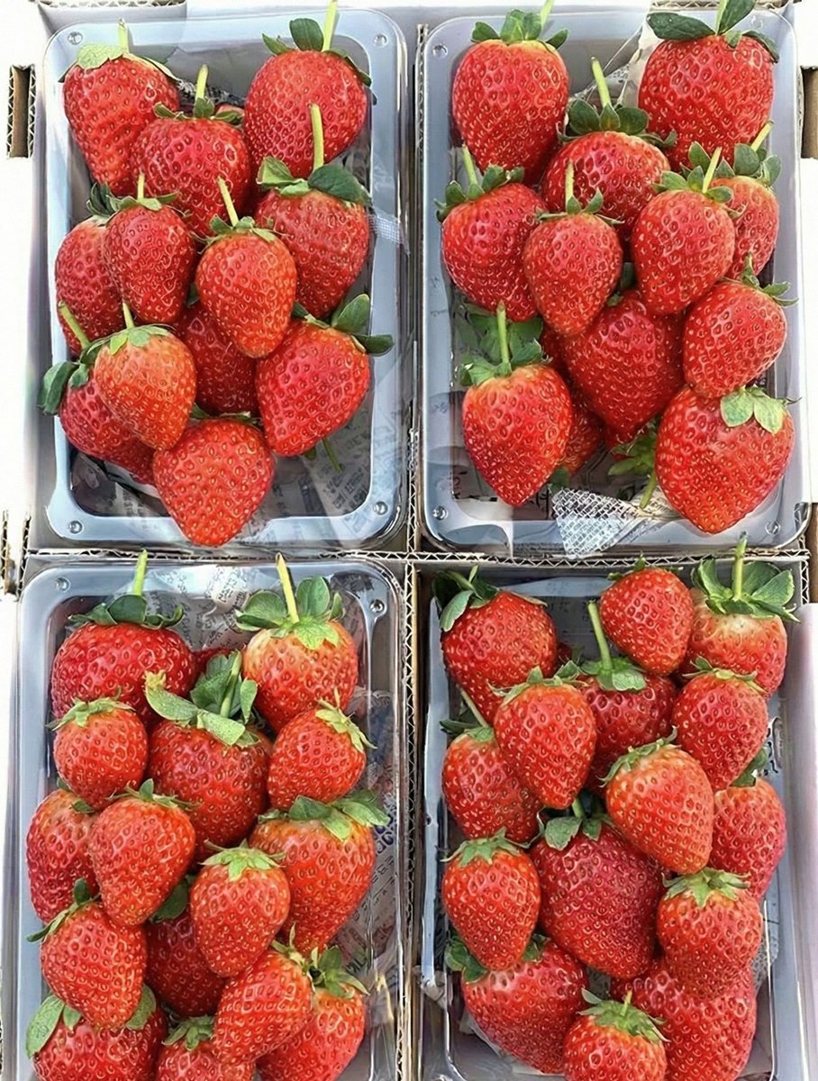 朝採れダッシュ 🚚 畑から即日発送 tweet media