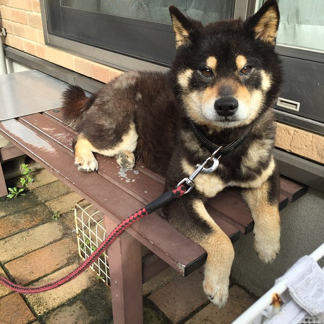 Shiba Every Hour (@shibaeveryhour) on Twitter photo 