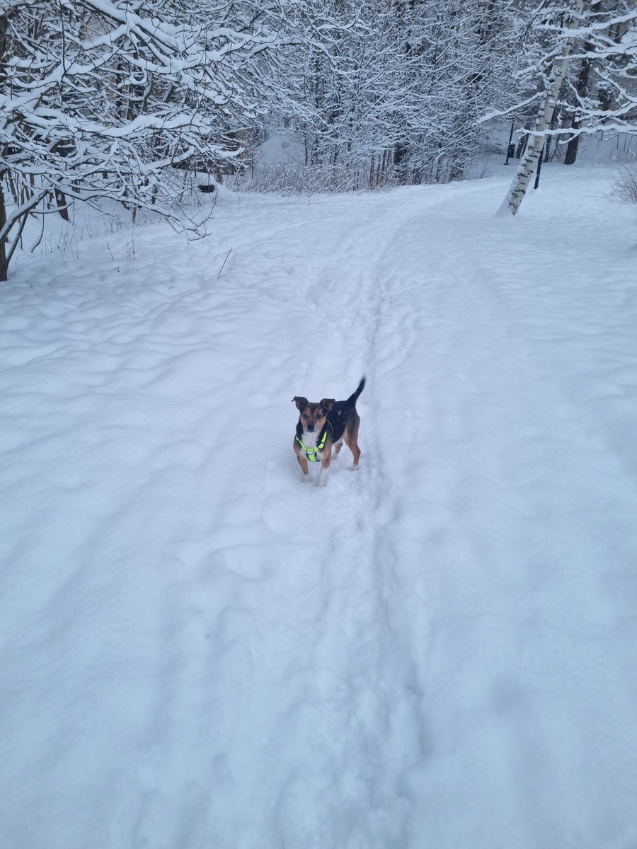 Wee Man loves the snow