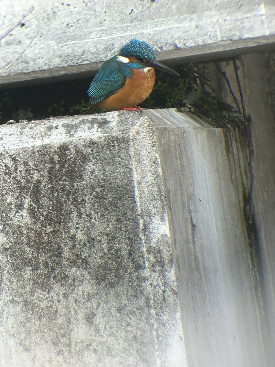 さくら📷咲良 (@sakura555_923) / Posts / X