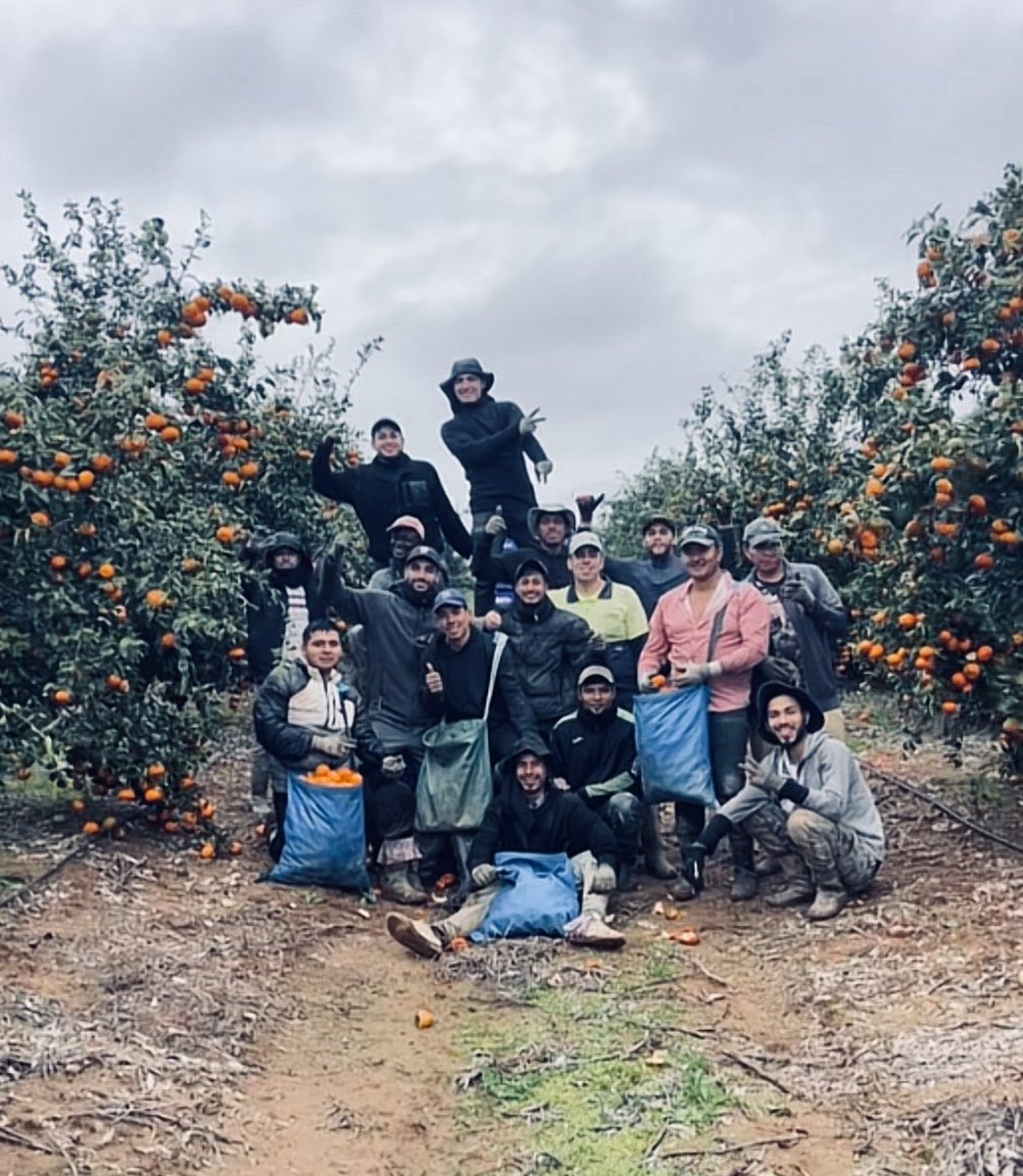 dirtysanchista's tweet image. Trabajan sin descanso alguno.
Trabajan en pésimas condiciones.
Trabajan por sueldos económicos ridículos.

Para que luego tú, tengas que oír salir de la boca de Santiago Abascal que son ilegales.
Son más legales que muchos patriotas.