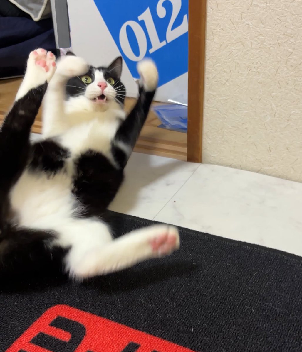 ハチワレ猫しゃち tweet media