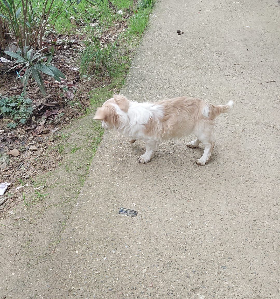 Bu minik Ümraniyede bi site bahçesine sığınmış. Muhtemelen terk edildi, çok insan canlısı. Korumaya alabilecek ya da yuva olacak biri varsa İstanbul içi ulaşımını sağlarım