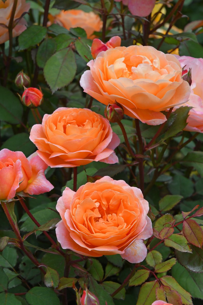 バラの家 公式本店 Rosa Orientis (@rosa_orientis) / Posts / X