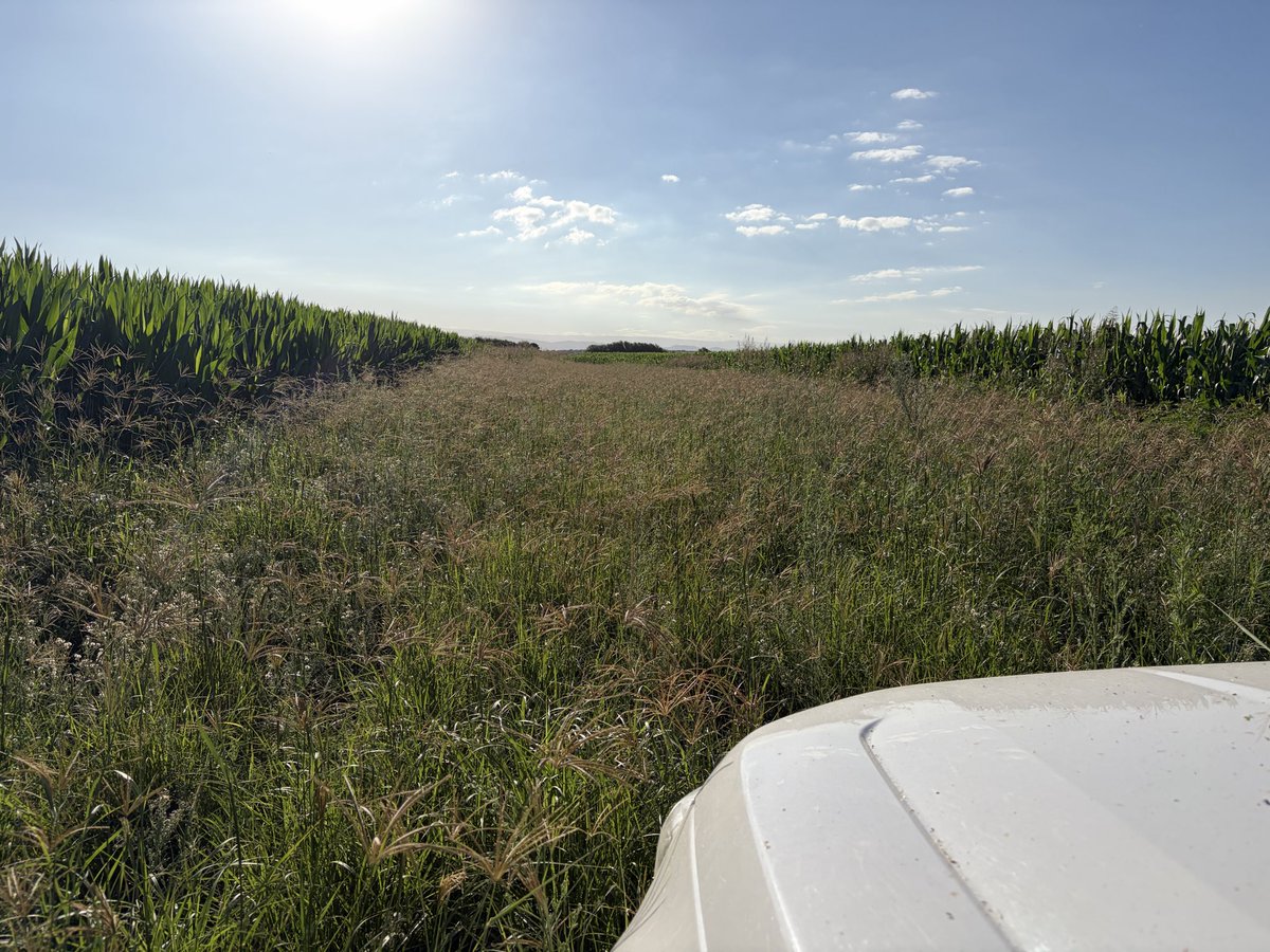 Ernesto Carreño tweet media