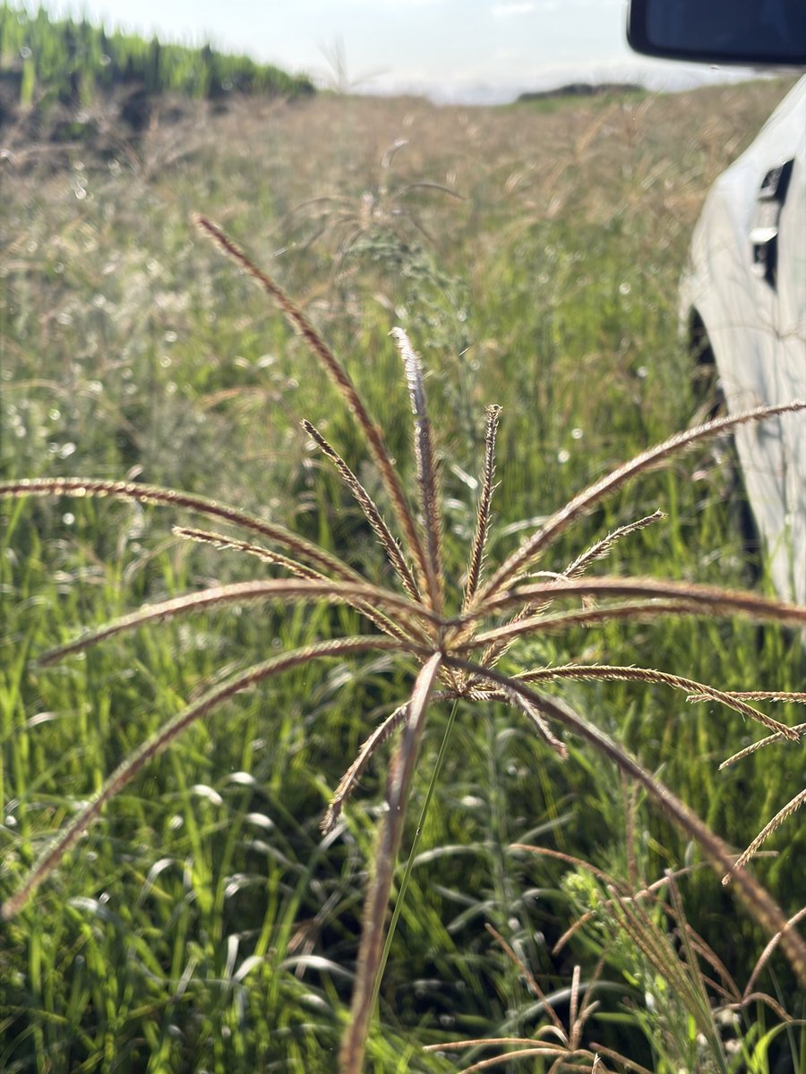 Ernesto Carreño tweet media