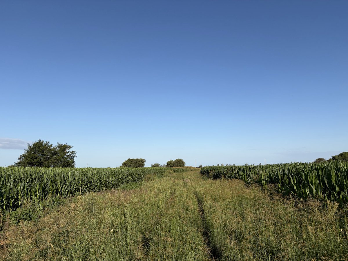 Ernesto Carreño tweet media