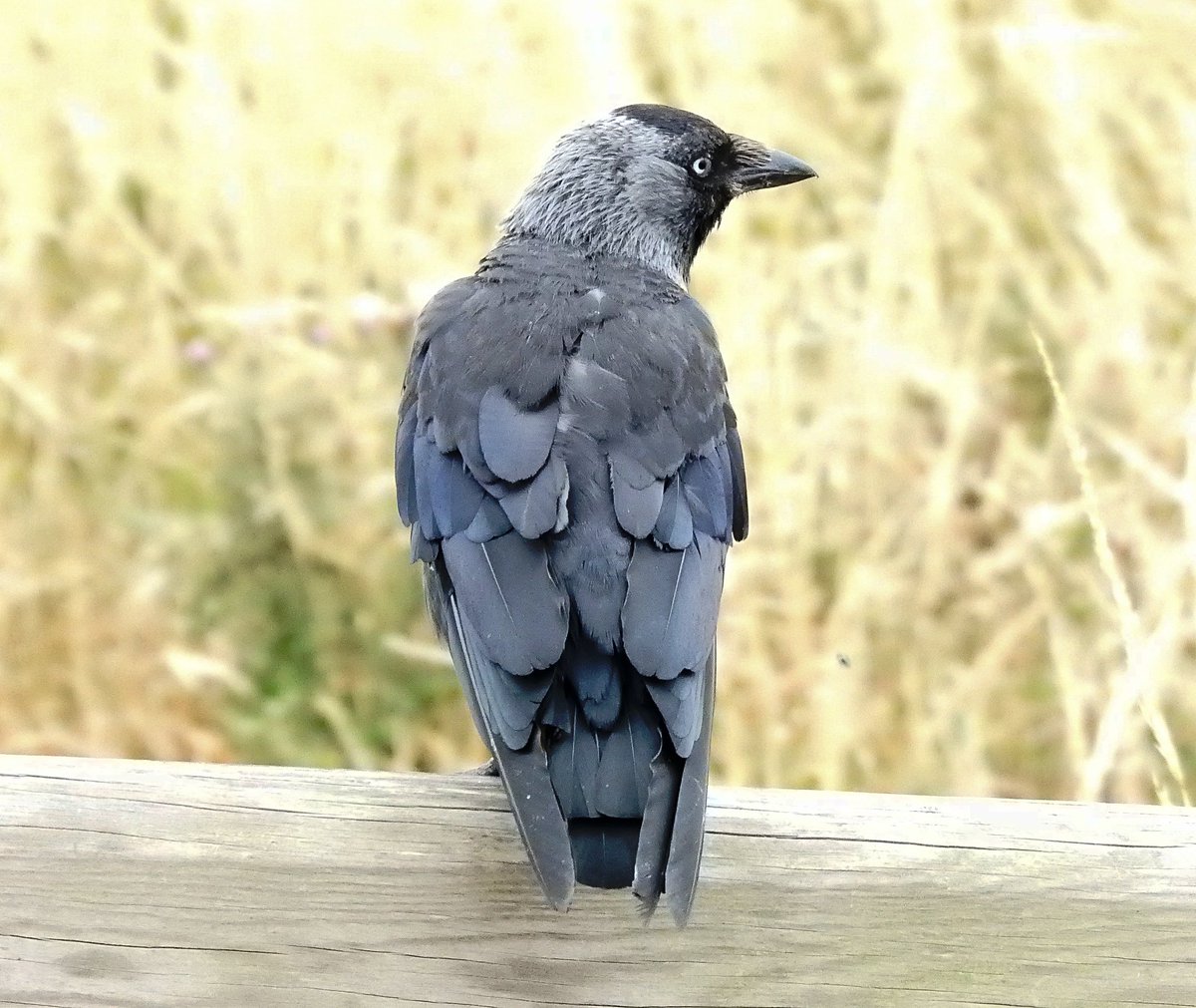 Good Morning. It appears there is something more interesting over there #Jackdaw #ThursJay. Enjoy your day 😊