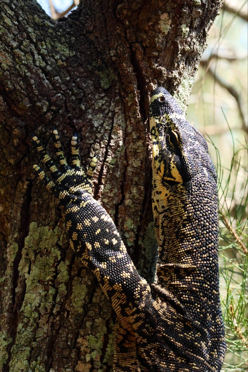 StellaBella67's tweet image. The interesting &amp;amp; the cute
#lacemonitor
#brushturkey (juvenile)
#koala
#koalabutt