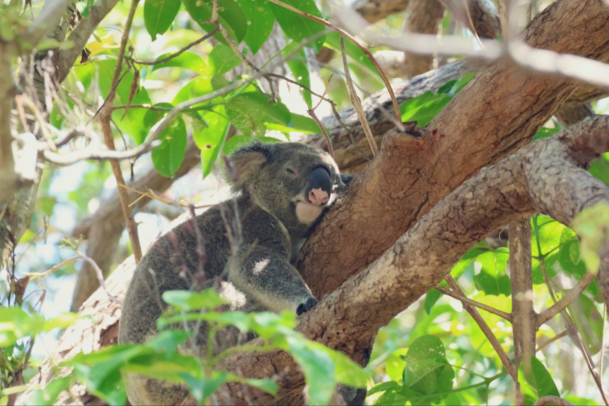 StellaBella67's tweet image. The interesting &amp;amp; the cute
#lacemonitor
#brushturkey (juvenile)
#koala
#koalabutt