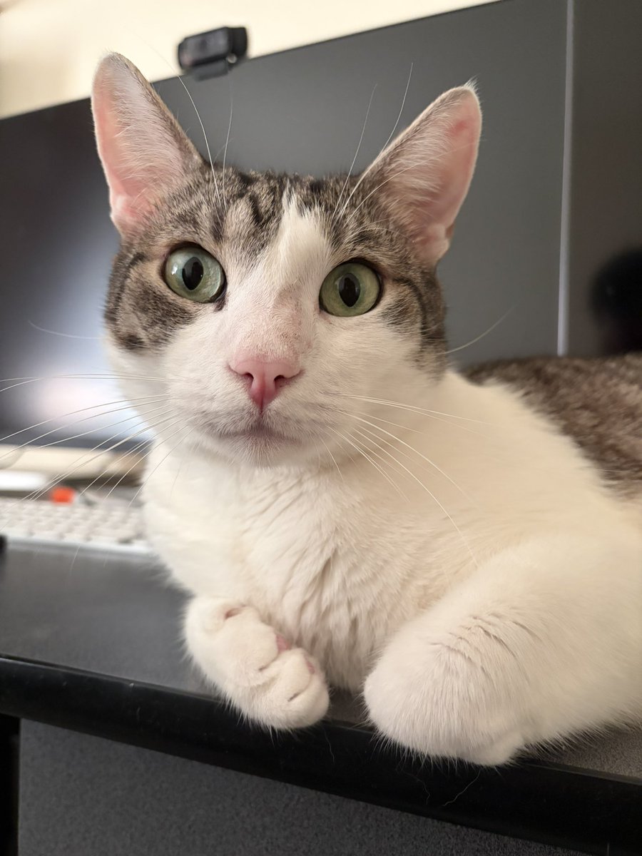 booly.dev tweet media