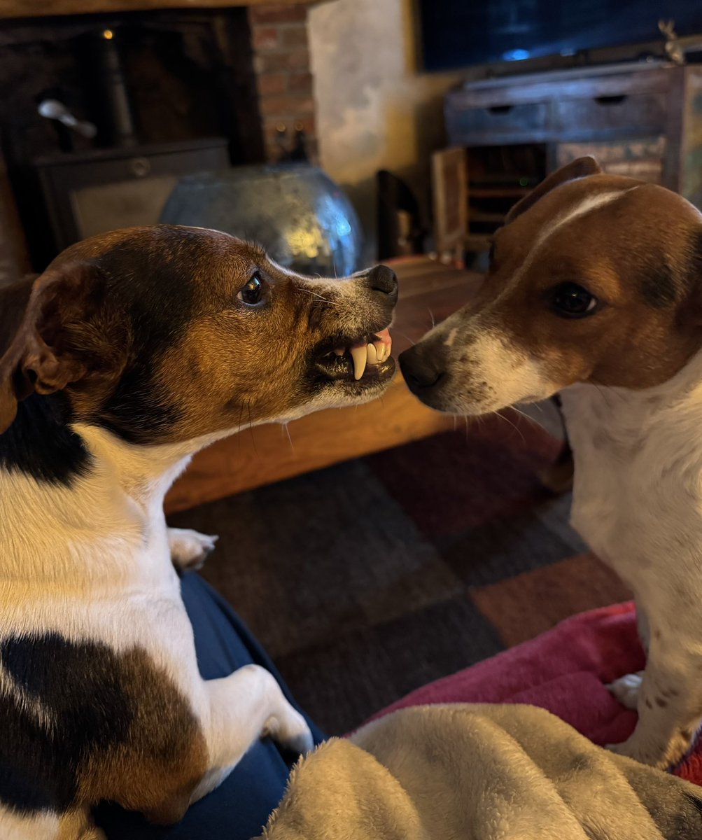 ‘When she says “smile for the camera” 😁’

#arnbegfarmstayscotland #jackrussell