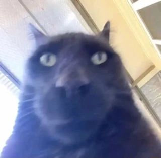Michi0taku's tweet photo. @Papa_piyoko00 Polilla, amo las polillas mas esas q son grandes y como negras con círculos blancos,  q la gente pendeja de mi rancho cree que son presagio de la muerte https://t.co/tzQanRTbe6
