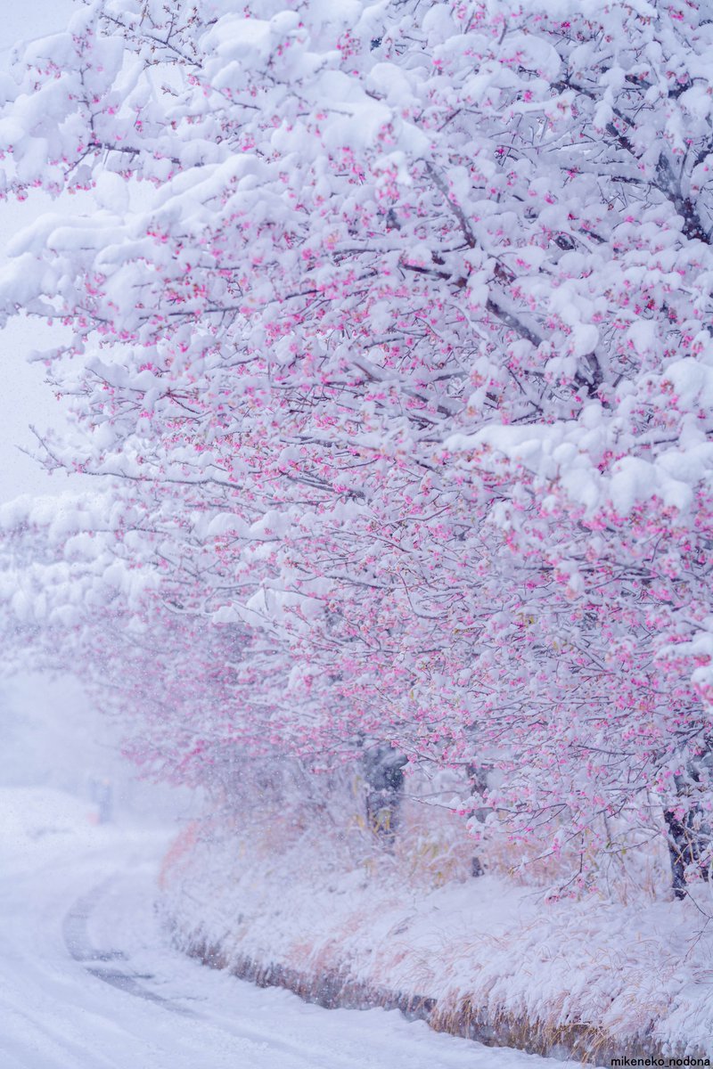 nodopa_r's tweet image. 河津桜に降り積もる雪景色が美しい

絶景を皆様に見てほしい  2026/02 神奈川