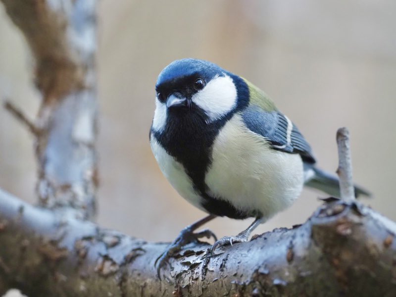 鈴木俊貴 Toshitaka Suzuki (@toshitaka_szk) / Posts / X