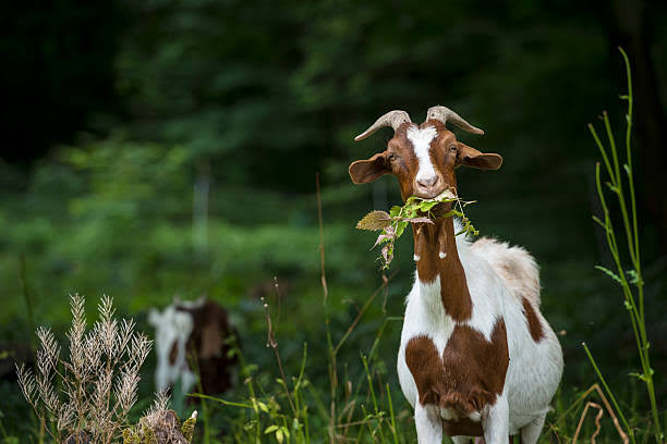 JosephLuvunia's tweet photo. In the history of Goats None has ever seen Green Grass and and Went back to call Others. https://t.co/d8XRrL4V0i