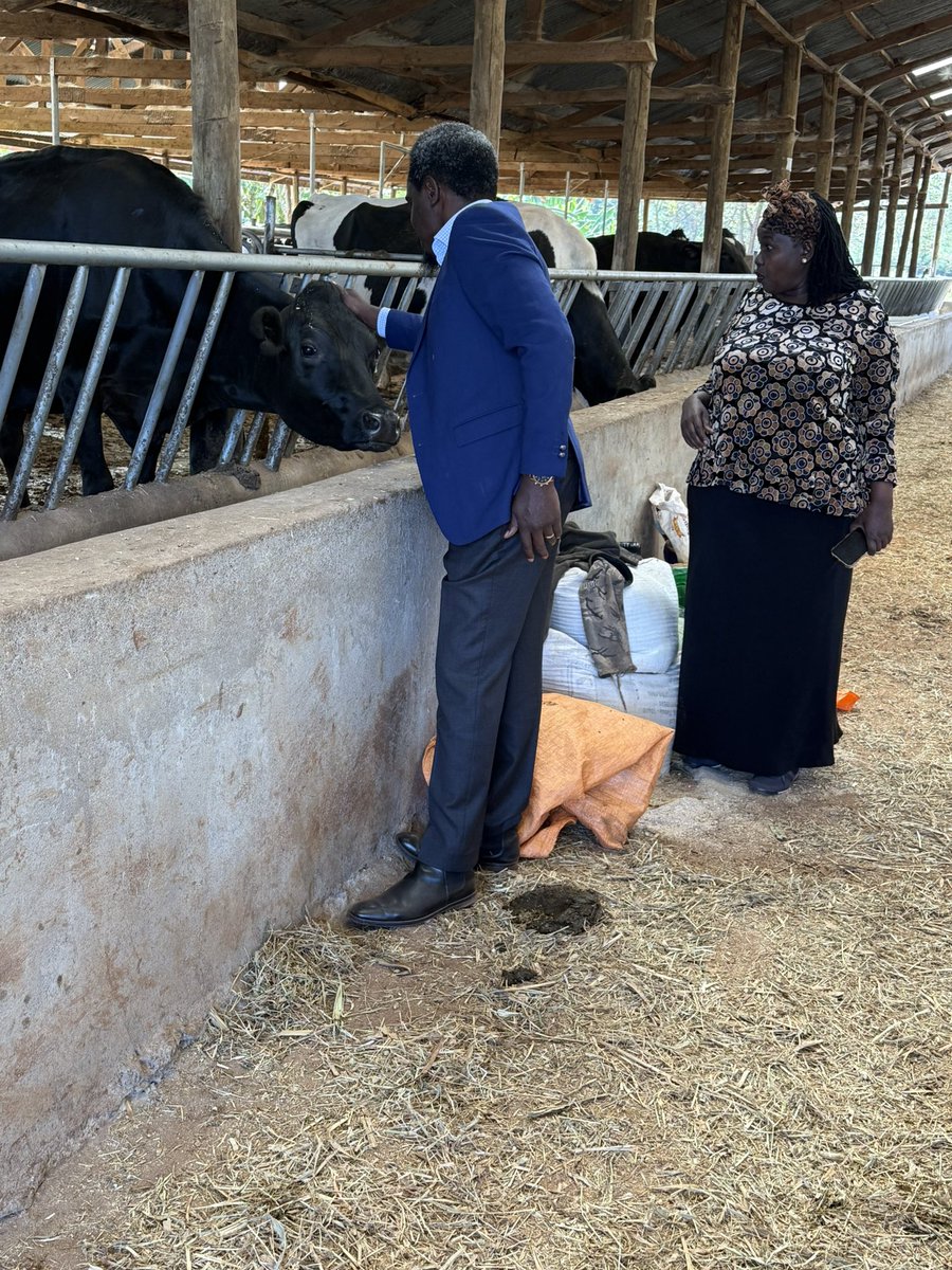 NelsonHavi's tweet photo. Today we benchmarked at Wilson Kayla’s Tendwet Farm, Nandi County. Mama Alice Kalya gave me good insights on crossbreeding of dairy and beef cows for purposes of improving the quality of milk and beef. I left with several Brahman-Friesian bullying heifers, a stomach full of mursik and enormous knowledge. For healthy living, order mursik and beef from her.