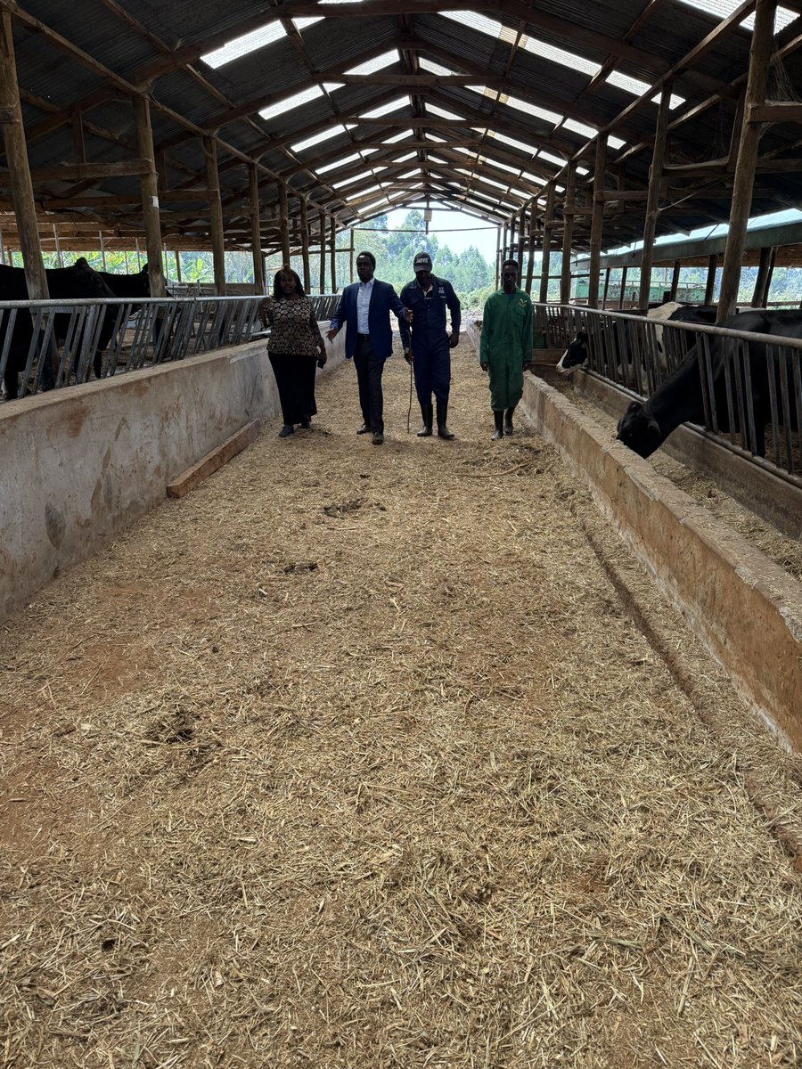 NelsonHavi's tweet photo. Today we benchmarked at Wilson Kayla’s Tendwet Farm, Nandi County. Mama Alice Kalya gave me good insights on crossbreeding of dairy and beef cows for purposes of improving the quality of milk and beef. I left with several Brahman-Friesian bullying heifers, a stomach full of mursik and enormous knowledge. For healthy living, order mursik and beef from her.