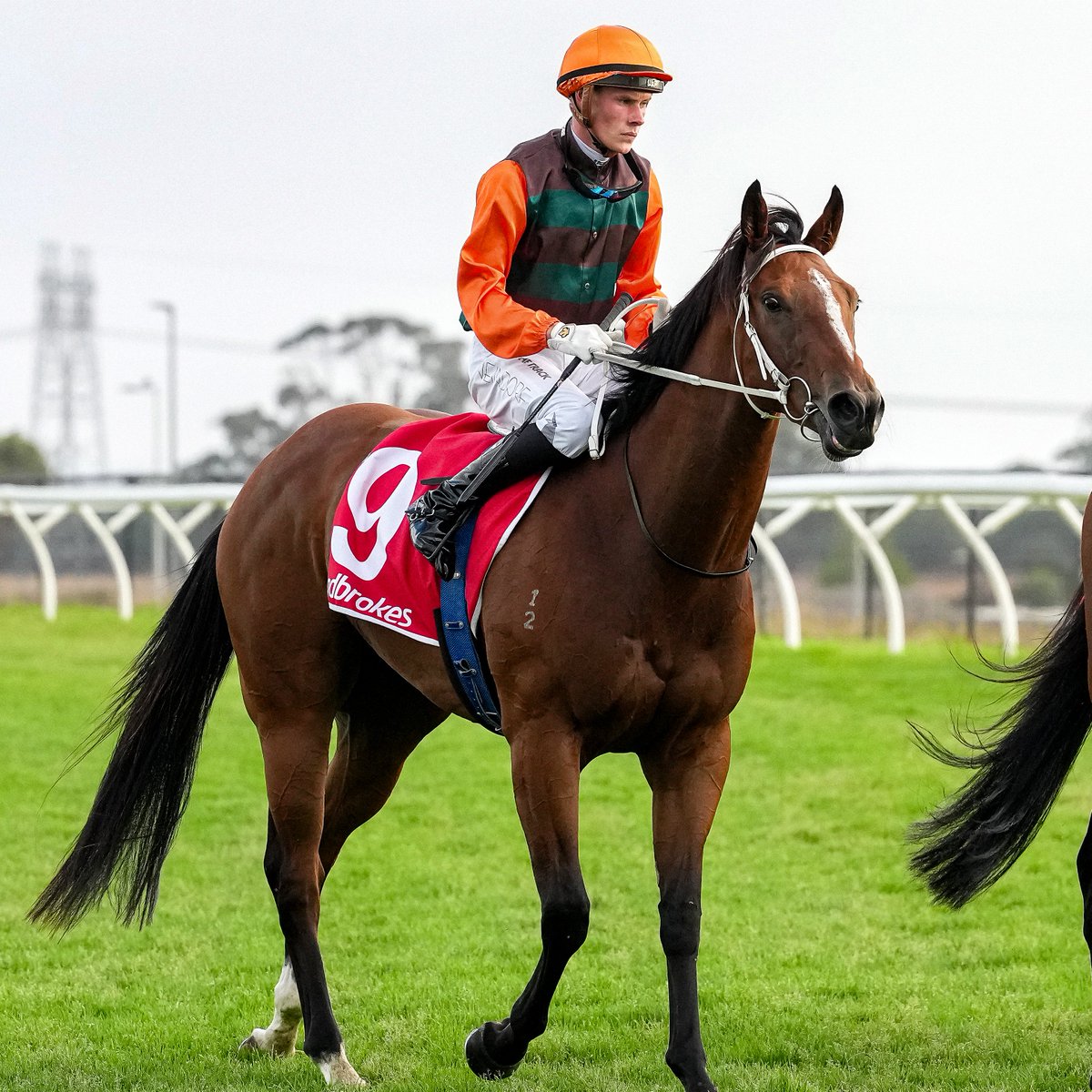 Racing Victoria tweet media