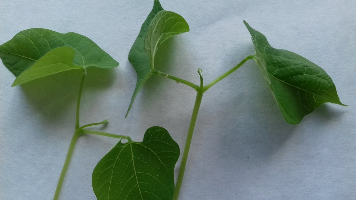 pioringovpl's tweet photo. 🌱 🍩 Dziś Tłusty Czwartek, więc wszyscy mówią o pączkach… My w PIORiN też mamy swoje – najzdrowsze na świecie i zupełnie nietuczące! 😄
👉Pączki szczytowe to kluczowy element budowy młodej rośliny, m. in. u fasoli zwyczajnej. 🌿
https://t.co/fKeq9S8pHG
#PIORiN #Fasola #Pączek https://t.co/6jB0WTokB1