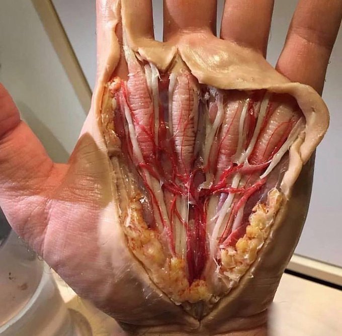 A detailed anatomical model of a human hand.

— 27 bones
— 34 muscles
— 27 joints
— 3 main nerves: median, radial, ulnar.
— over 100 ligaments and tendons