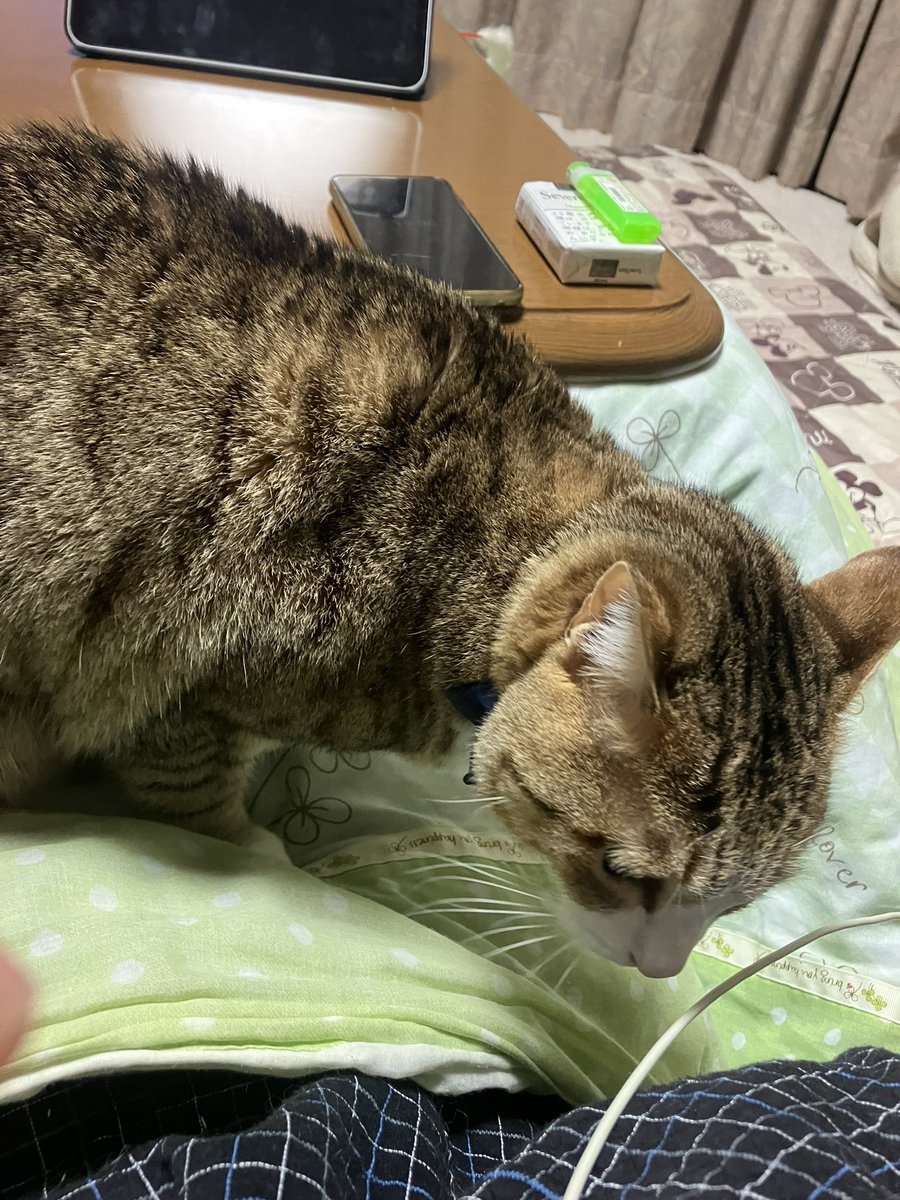 「寂しかったのかなー」って思って撫でるとどっかにいっちゃうレオナルド

ツンデレの極み^_^