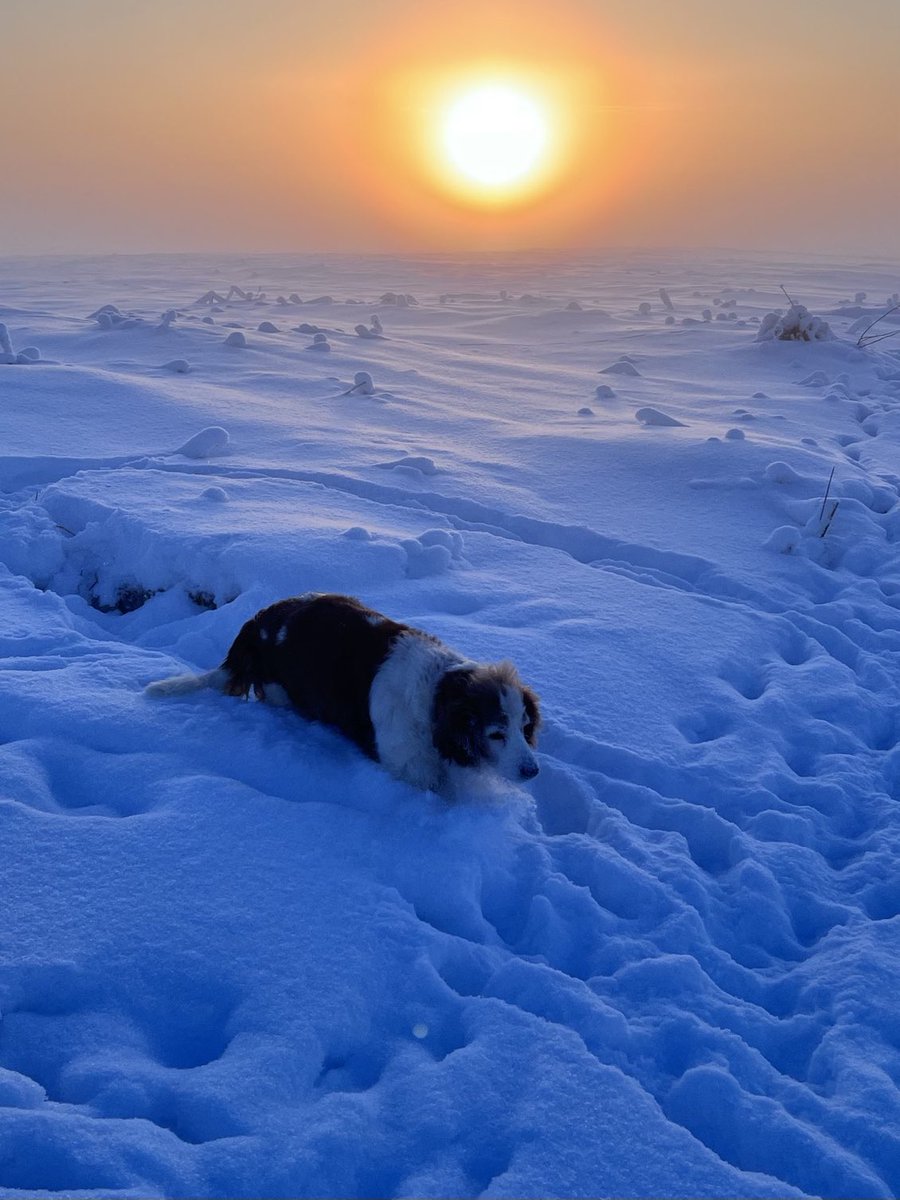 WeermanMichael's tweet image. Finland beleeft een historisch mooie winter😇 #oulu #suomi 📷raija_ma