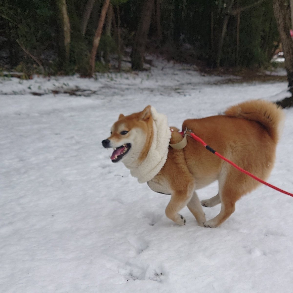 _wrchiyo's tweet photo. これは産まれてから2度目の雪遊びに嬉しそうに走る子豚
#柴犬 #shibainu https://t.co/QATgpf7A2t