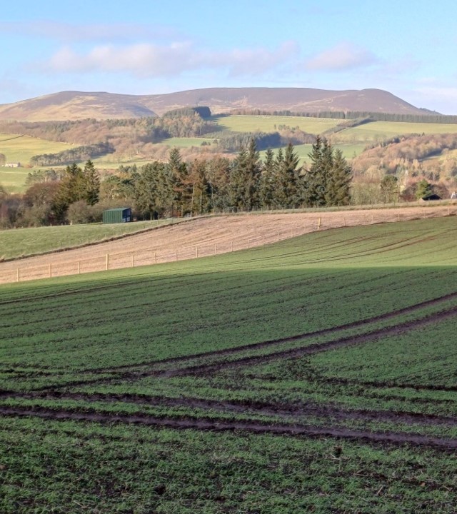 Scottish Forestry tweet media