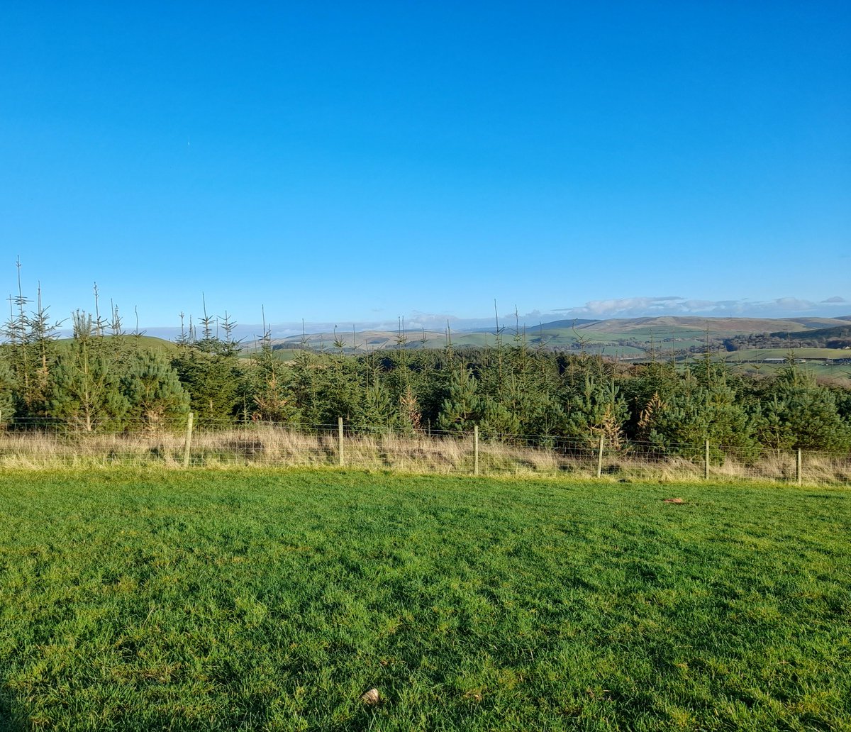 Scottish Forestry tweet media