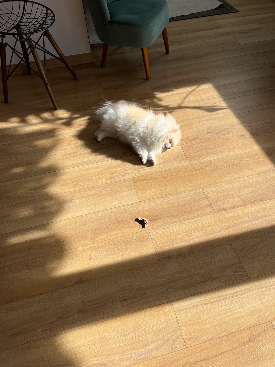 落ちてるしらす