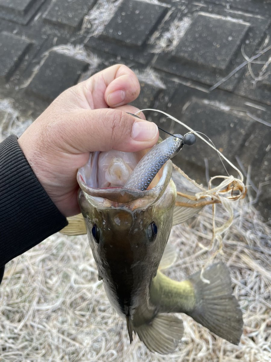 Bousou_Shingo's tweet photo. 今日も釣れた！

徐々にシャローも盛り上がってきました！

#北浦 https://t.co/1mp0BToQPa