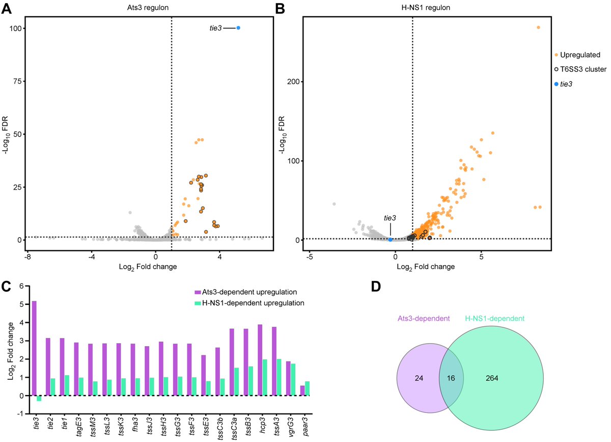 Dor Salomon tweet media
