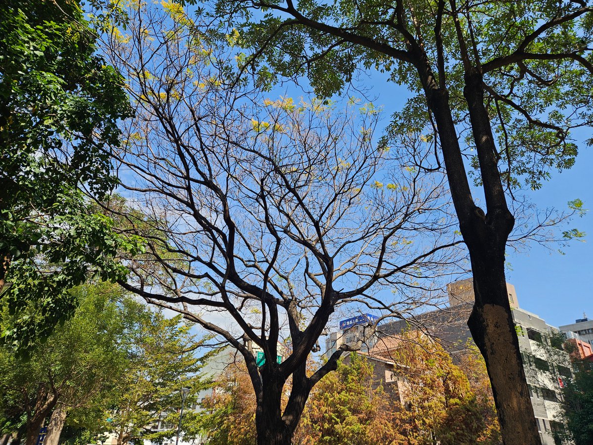 koukoubayia2's tweet photo. 在公園裡遇到一棵美麗的苦楝樹。 https://t.co/oZYLNfg0vz