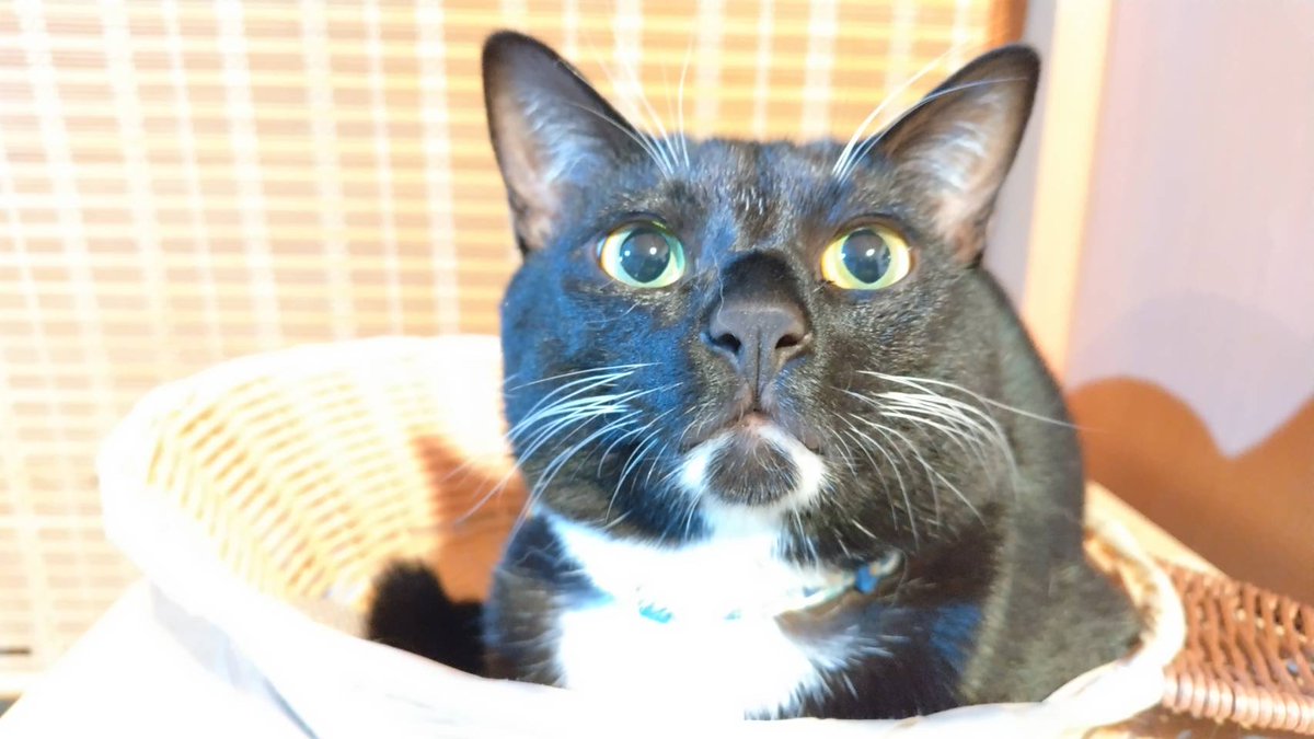 明日2/13金曜日
ふれあい空き状況
11時30分～16時
予約はチャットもしくは0471735888まで
バレンタインイベントも残り３日間です
是非この機会に遊びに来ませんか？
#保護猫カフェ
#保護犬
#アニマルカフェけだま