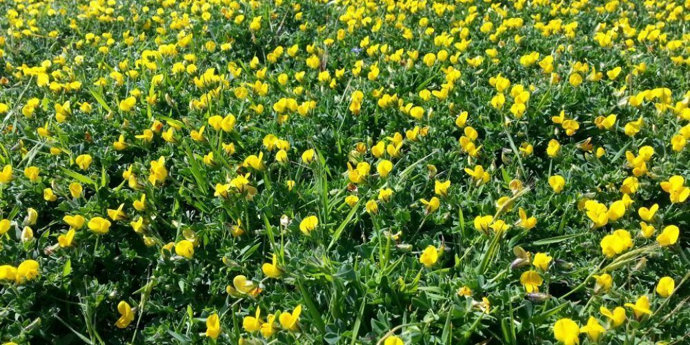 MAMBO Project tweet media