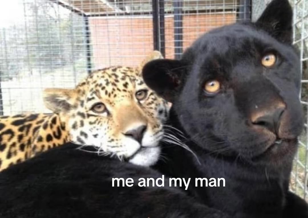 Miaw (@miaw) on Twitter photo 