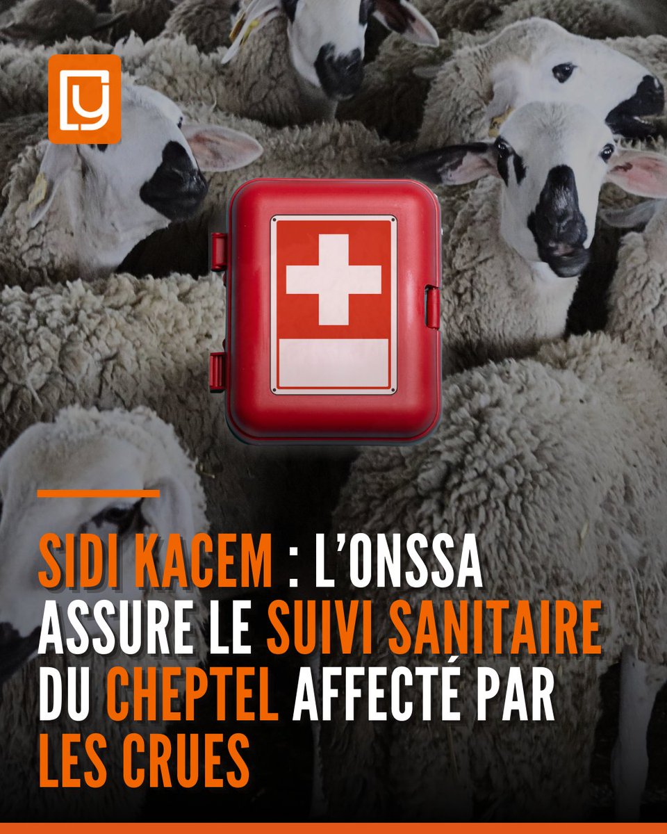 yabiladi_fr's tweet image. Sidi Kacem : L’ONSSA assure le suivi sanitaire du cheptel affecté par les crues 🌊🐄🏥
Détails  👇 : yabiladi.com/articles/detai… 

#Maroc #SidiKacem #ONSSA #Crues #SantéAnimale