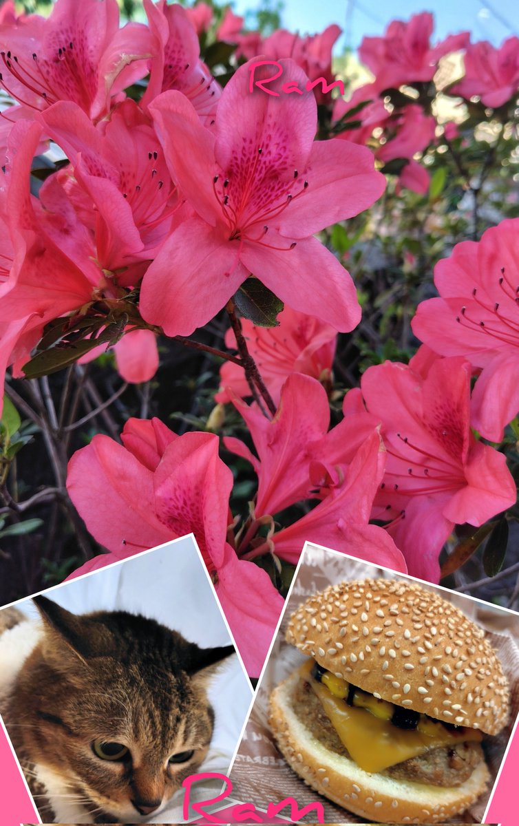 ラム肉ｯ*のラムちゃん＆ｱｸﾞﾈｽﾗﾑﾁｬﾝﾏﾑjc5(*^)♪ DJ☆KT☆99co