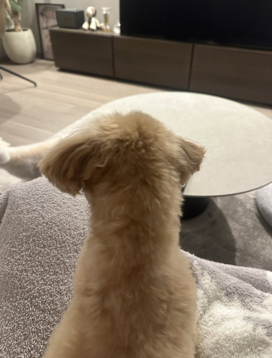 ₍ᐢ‥ᐢ₎ ♡ tweet media