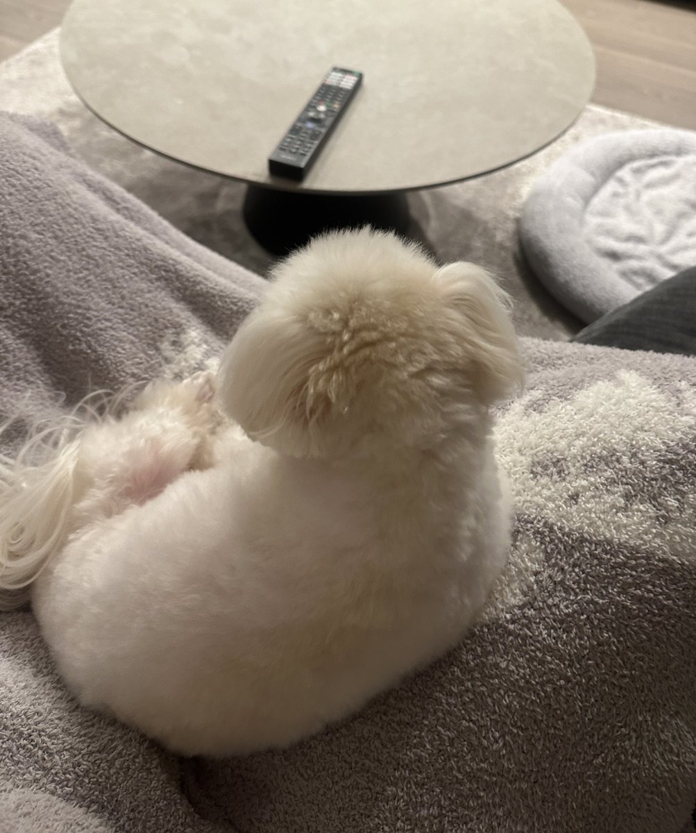 ₍ᐢ‥ᐢ₎ ♡ tweet media