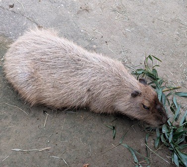 お昼寝後昼食竹の葉ミツト父ちゃん！

(2025.11.30長崎バイオパーク)