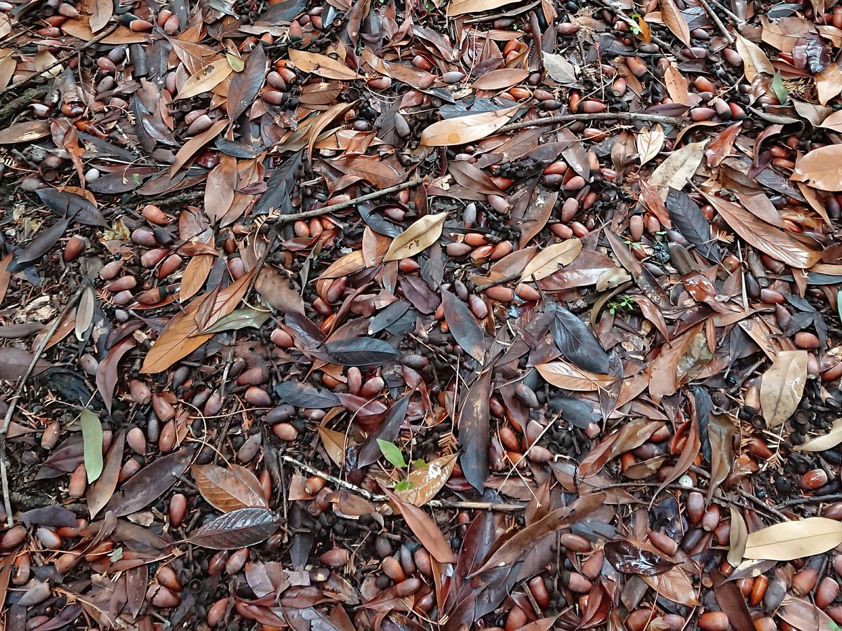 どんぐりの人 (@donguribito) / Posts / X