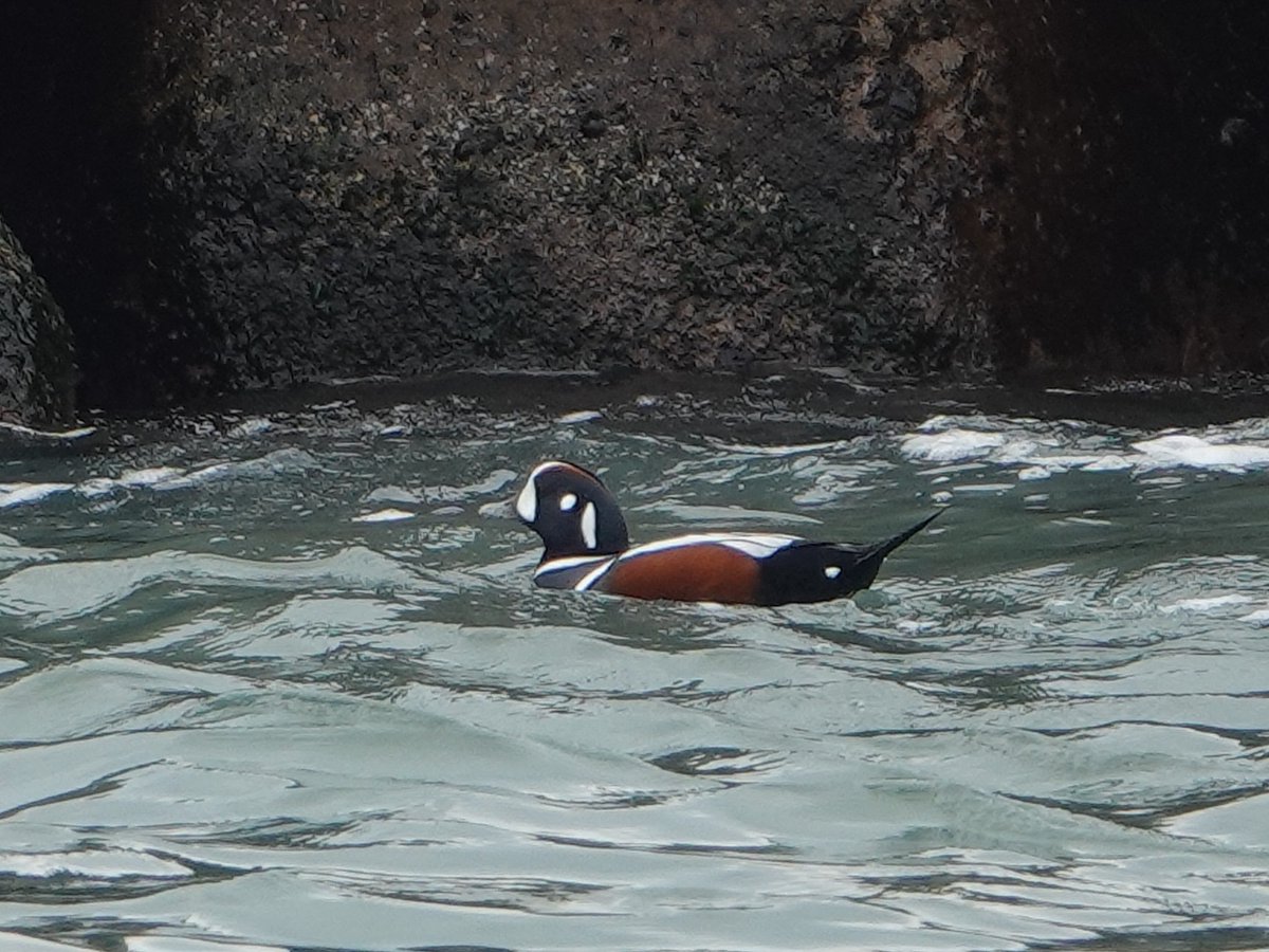 派手な模様が印象的なシノリガモ♂さん　
#シノリガモ　
#鴨　#野鳥
