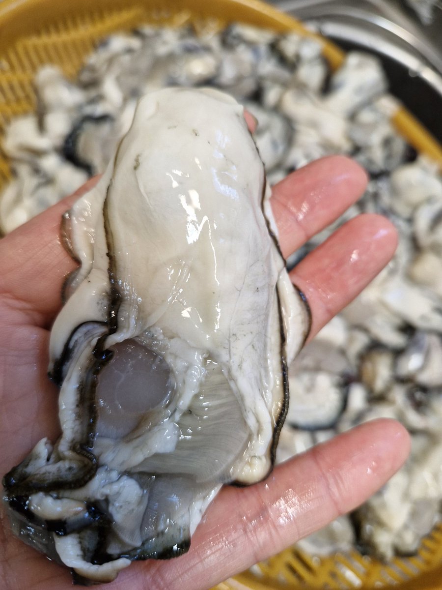 이렇게 싱싱한 굴이 왔지만
불안해서 생으로 못 먹고 얼렸다.
저장해야 봄에 쑥이 나오면
쑥국을 끓이지.