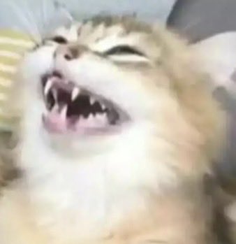 🦋 CHEL 🦋 tweet media