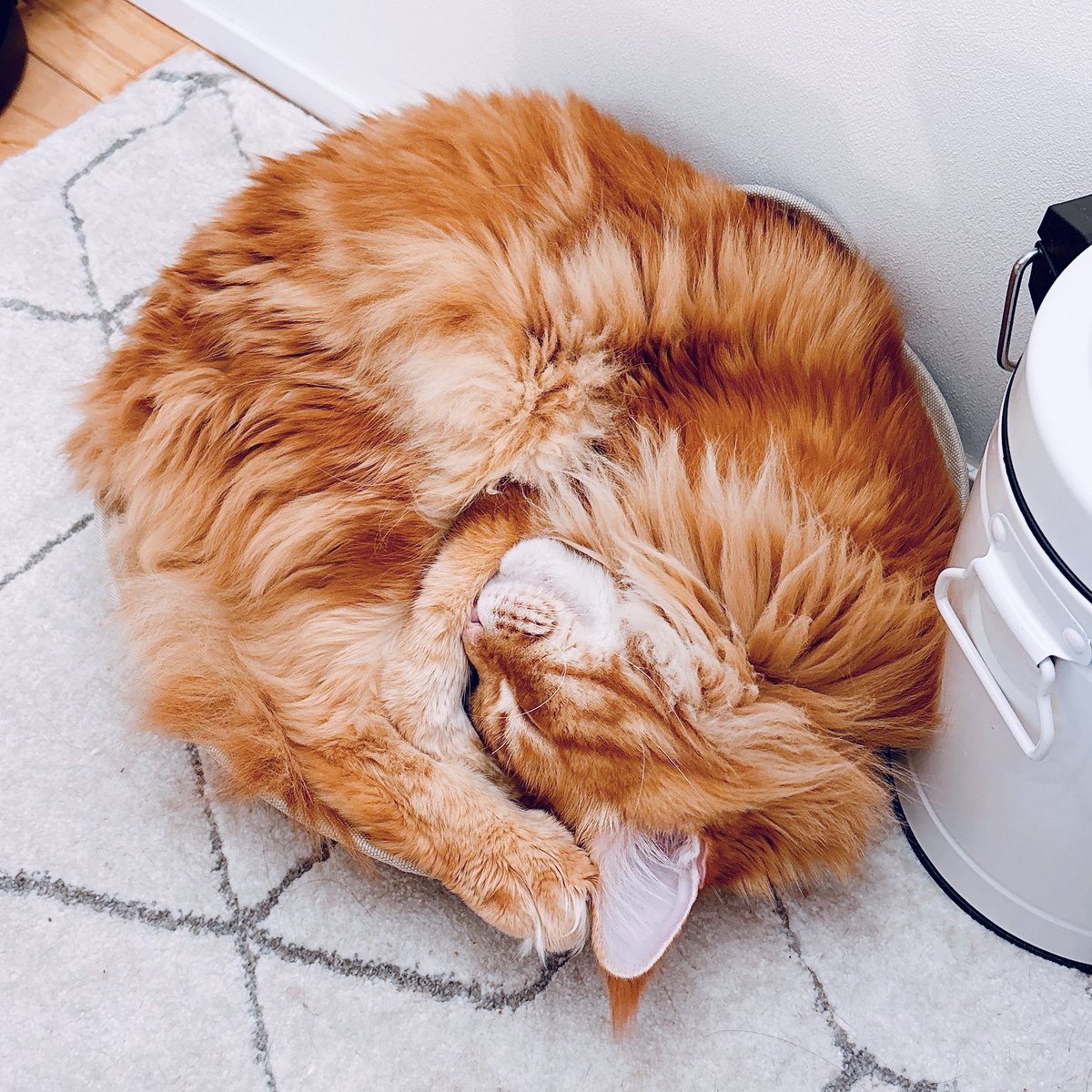 綺麗なアンモニャイト獲れました🐚