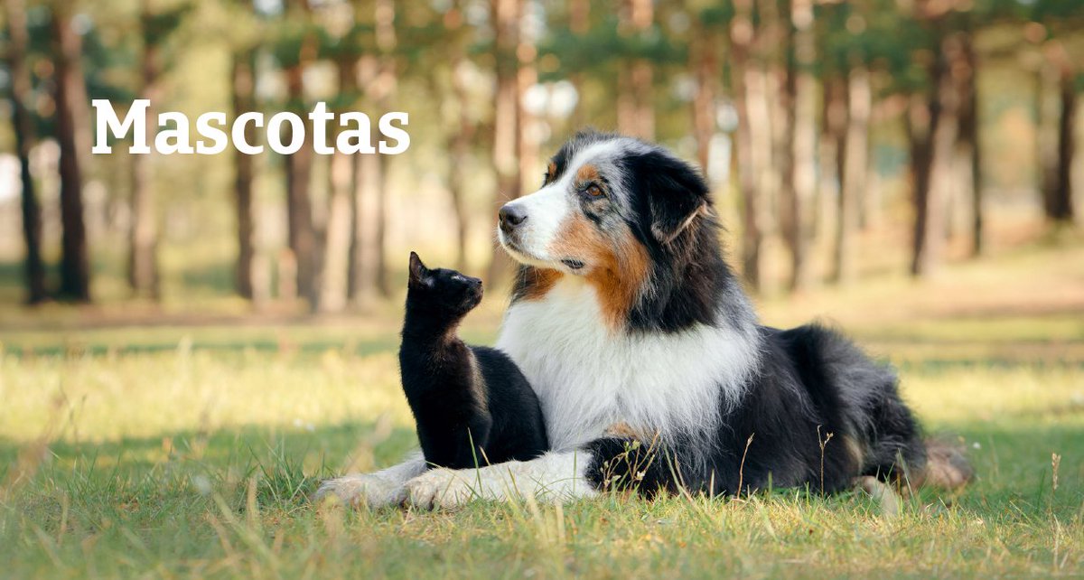 SegurosMarina's tweet photo. En Occident sabemos que tu perro o gato es parte de tu familia. Por eso hemos creado un seguro pensado para ellos. Contacta conmigo y dale la tranquilidad que se merece ➡️ https://t.co/Inv8w67AA6 https://t.co/wPzdi6OSNa