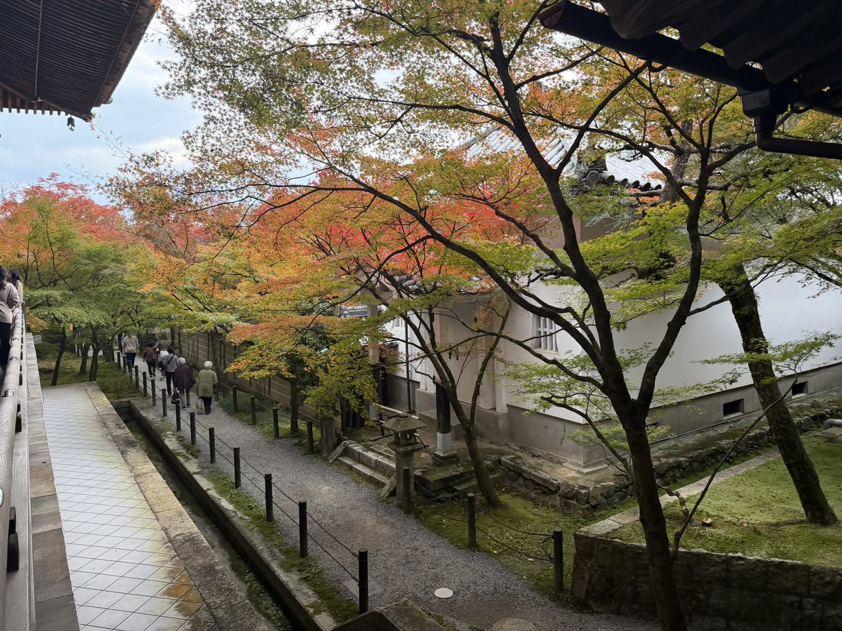 uzikihune's tweet photo. 永観堂
「もみじの永観堂」と称される屈指の紅葉の名所。本尊の「みかえり阿弥陀」は、優しく後ろを振り返る珍しいお姿で知られ、慈悲の心を表している。秋の絶景と歴史が息づく古刹。紅葉の時期に行くのがおすすめです！！ https://t.co/Xn7VYCq6mJ