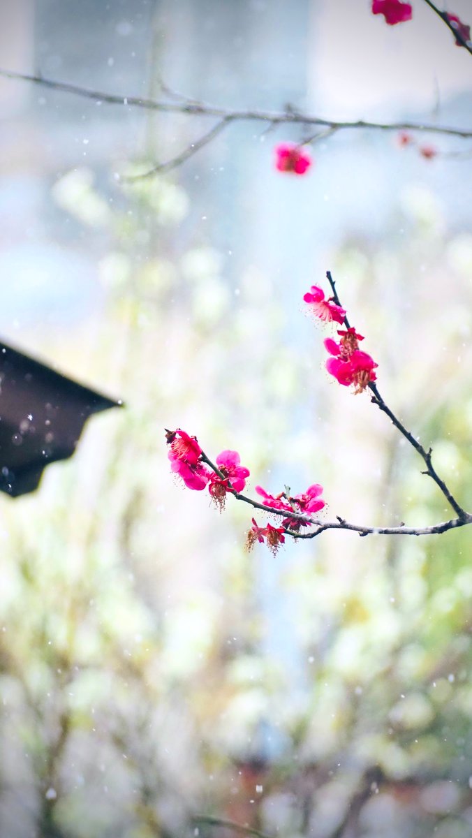 di33443's tweet photo. 紅白

#photo ＃photography 
#キリトリセカイ 
 #TLを花でいっぱいにしよう https://t.co/XAREFuGlR7